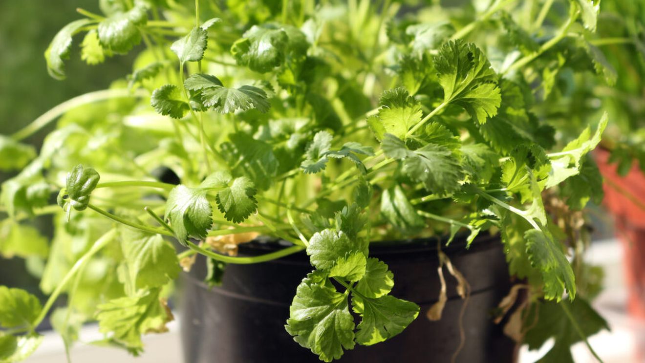 Cum să cultivi coriandru în casă și să ai frunze proaspete tot anul. Planta are nevoie de un singur lucru pentru a crește bine