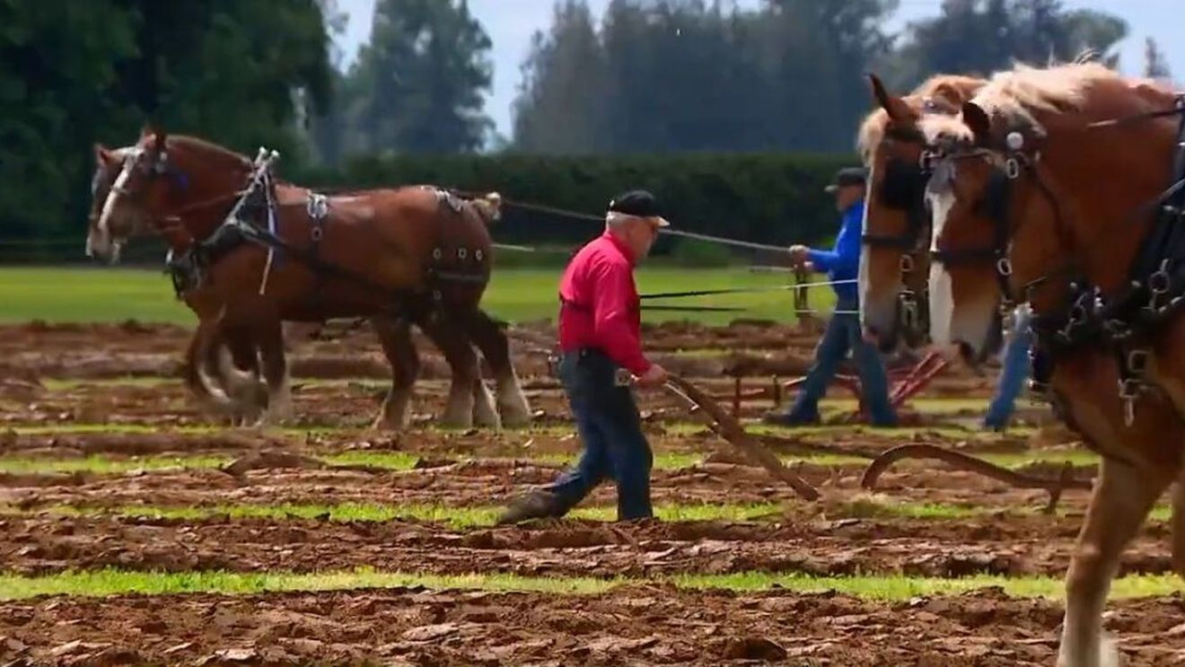Competiție de arat tradițional, cu cai, organizată în SUA