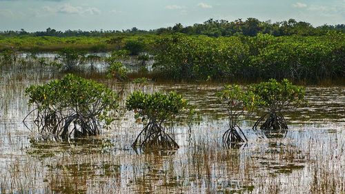 Parcul Naţional Everglades, cea mai mare zonă umedă, mlăştinoasă din Statele Unite ale Americii, în Florida, afectat de o secetă extremă care omoară peştii