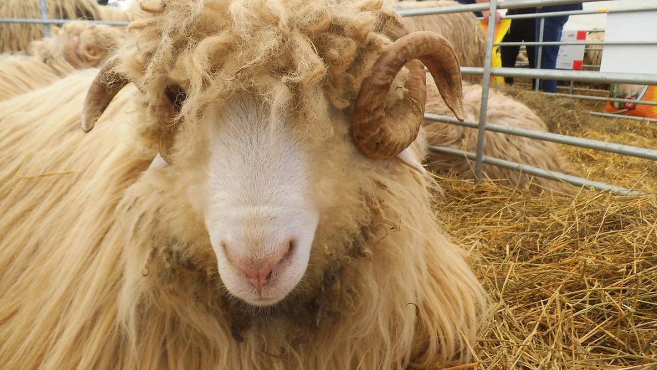 Noua lege pentru transportul animalelor în afara UE: oile trebuie tunse înaintea călătoriilor care se desfăşoară la temperaturi de peste 30 grade Celsius