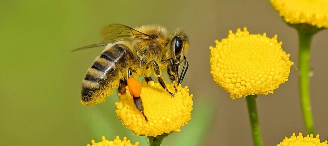 Albinele și păsările colobri consumă zilnic alcool din nectar. Ce au descoperit cercetătorii despre această relație neașteptată