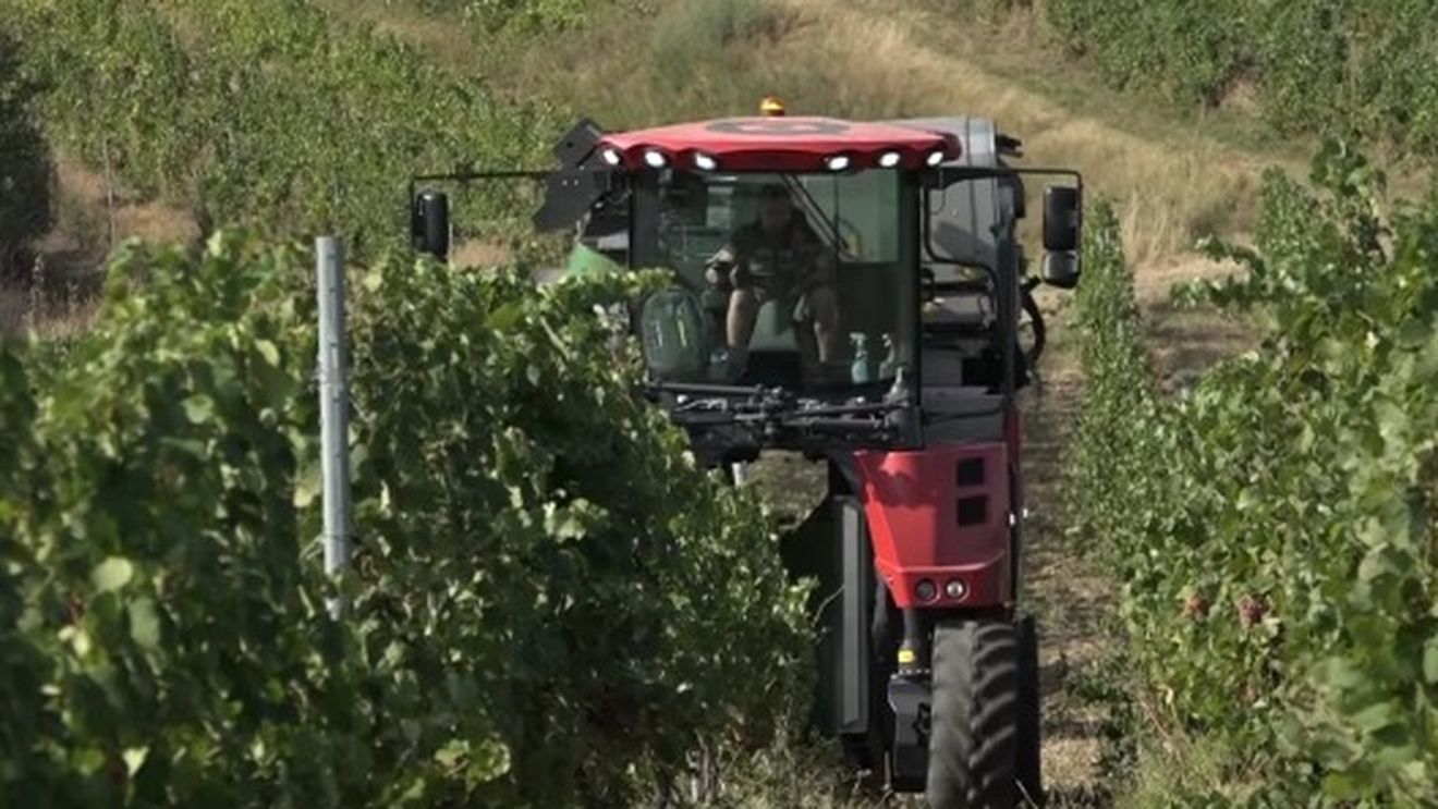 Strugurii pentru vin din stațiunea viticolă Apoldu de Sus ( Sibiu ) a USAMV Cluj, culeși cu ajutorul unei mașini performante/Campania de recoltare a început cu o lună mai devreme