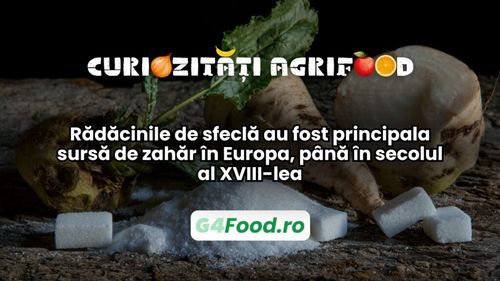 Curiozități agri-food 16 ianuarie: Rădăcinile de sfeclă au fost principala sursă de zahăr în Europa, până în secolul al XVIII-lea