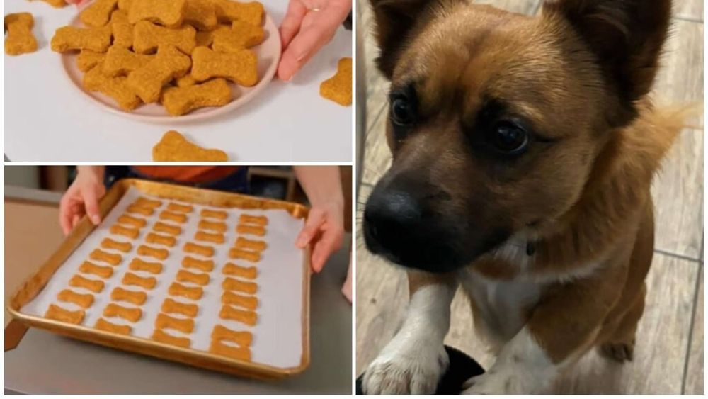 Rețetă simplă de recompense pentru câini. Cum îți poți răsfăța prietenul blănos cu un biscuite făcut din 3 ingrediente