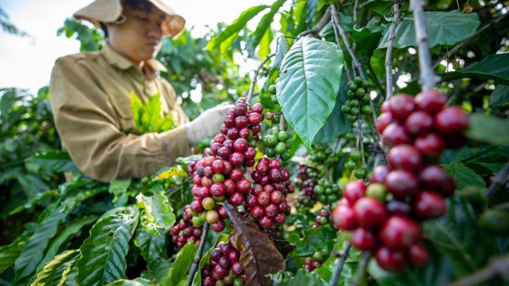 Cafeaua nu se va ieftini prea curând / Fermierii din Vietnam, unde este produsă o treime din cafeaua Robusta, aşteaptă contracte mai avantajoase
