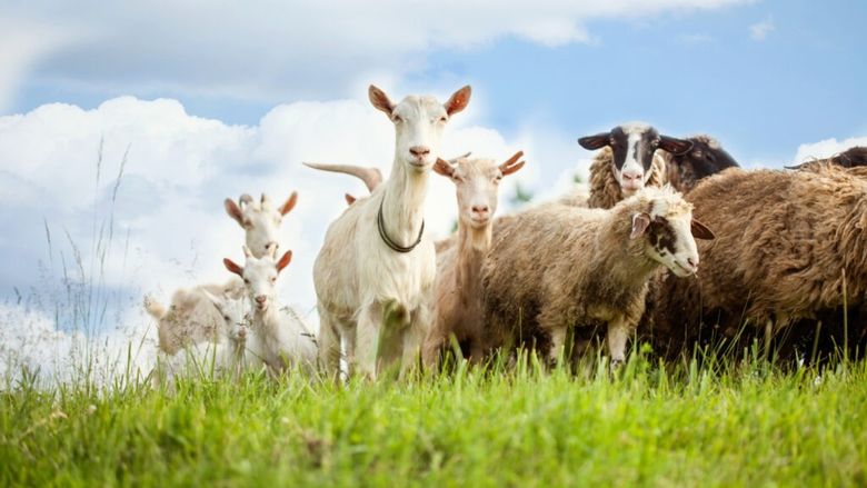 Controale ale DSVSA la fermele de ovine și caprine din Vaslui împotriva variolei și pestei rumegătoarelor mici