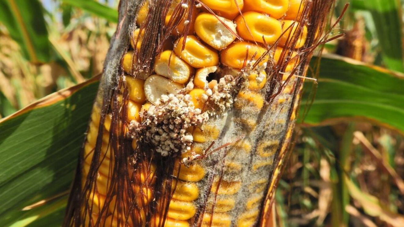 Tehnologia digitală, aliatul fermierilor în lupta contra dăunătorilor din culturile de porumb / Doi dintre cei mai periculoși dăunători – Ostrinia și Diabrotica – pot fi controlați eficient cu ajutorul modelelor de predicție și al monitorizării digitale