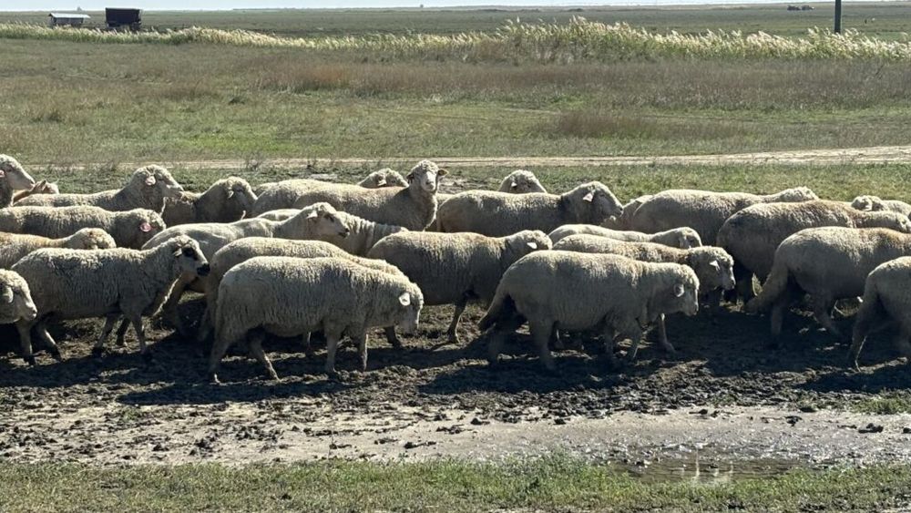 Interdicția livrării de ovine vii din România pe piața comunitară, prelungită până la 30 septembrie / Situația epidemiologică în legătură cu pesta micilor rumegătoare la nivel național rămâne incertă