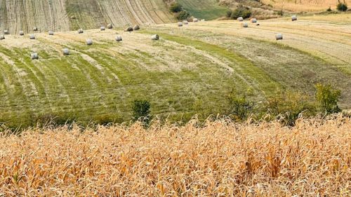 Ministerul Agriculturii propune dublarea fondurilor pentru fermierii afectați de scumpirea îngrășămintelor. Sprijin de până la 527,50 lei/ha