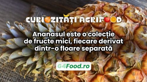Curiozități agri-food 18 decembrie/Ananasul este o colecție de fructe mici, fiecare derivat dintr-o floare separată