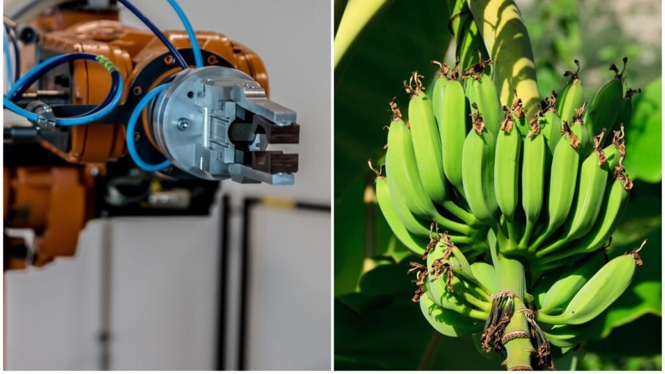 Mai multe organizații din Australia dezvoltă un robot care să simplifice recoltarea bananelor / Mașina va înlocui oamenii care au o sarcină periculoasă