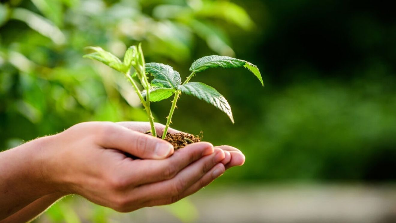 Avem 14.000 de operatori înscrişi în agricultura ecologică şi aproape 700.000 de hectare, declară Viorel Morărescu, director MADR