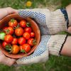 Cum păstrezi corect roșiile cherry / Un specialist în știința alimentelor explică de ce frigiderul nu este întotdeauna cea mai bună alegere
