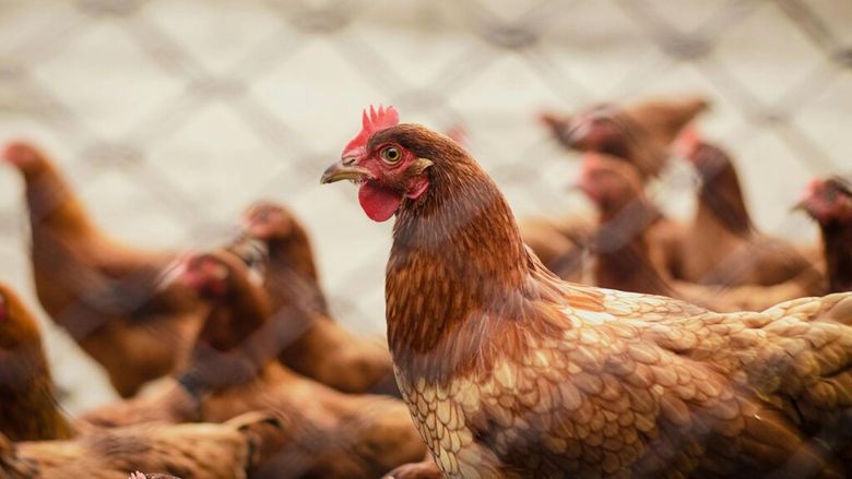 70% dintre români vor ca găinile ouătoare din UE să fie lăsate libere!/ De ce milioane de găini continue să sufere, din cauza sistemului de creștere în cuști!