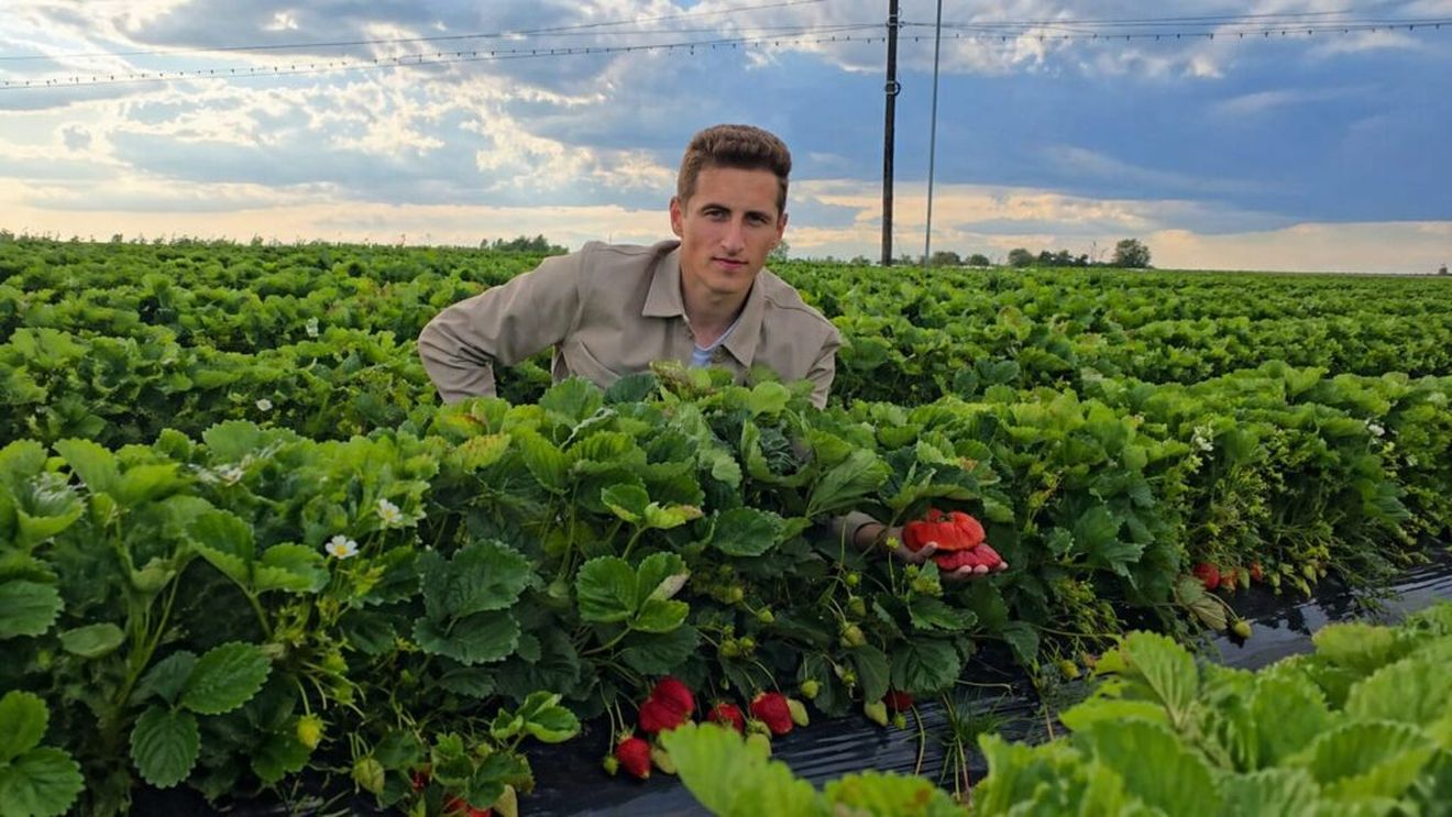 FOTO | Primele căpșuni de Halmeu au ajuns pe tarabe / Primele fructe sunt din sere, dar frigul amenință recolta din câmp / Alex Fazekas: „Avem deja căpșuni căzuți din floare, bobul e format și în unele locuri sunt deja roz. Riscul este foarte mare acum”