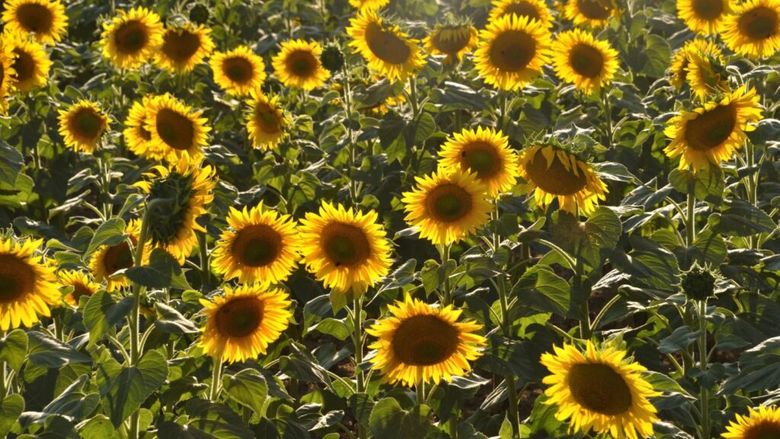 România este lider european la producția de floarea-soarelui în 2025 / Randamente mai bune la toate culturile agricole