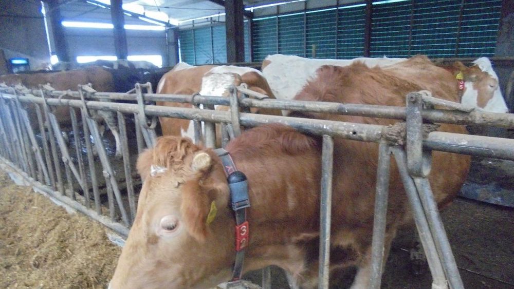 Se scumpesc bovinele în România: cea mai mare creștere a prețurilor la poarta abatorului din Uniunea Europeană, în săptămâna 20 - 26 ianuarie 2020