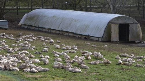 Din cauza gripei aviare, Franța decide sacrificarea a 600.000 de rațe; producția de foie gras puternic afectată; epidemia a ajuns și pe teritoriul Ungariei