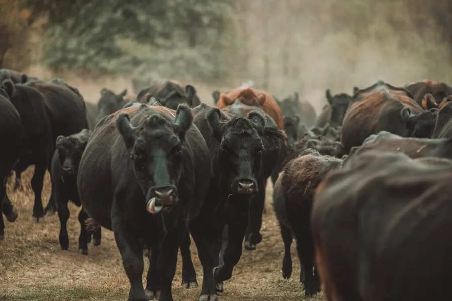 angus-farm-stefan-barbulescu-carne-de-vita-angus-aberdeen-angus-carne-grass-fed-100-grass-fed-vita-crescuta-pe-pasune-pasunat-regenerativ-ferma-de-vite-carne-de-vita-friptura-de-vita-carne-premium-restaurante-michelin-chefi-bucatarie-gastronomie-romania-ferma-romaneasca