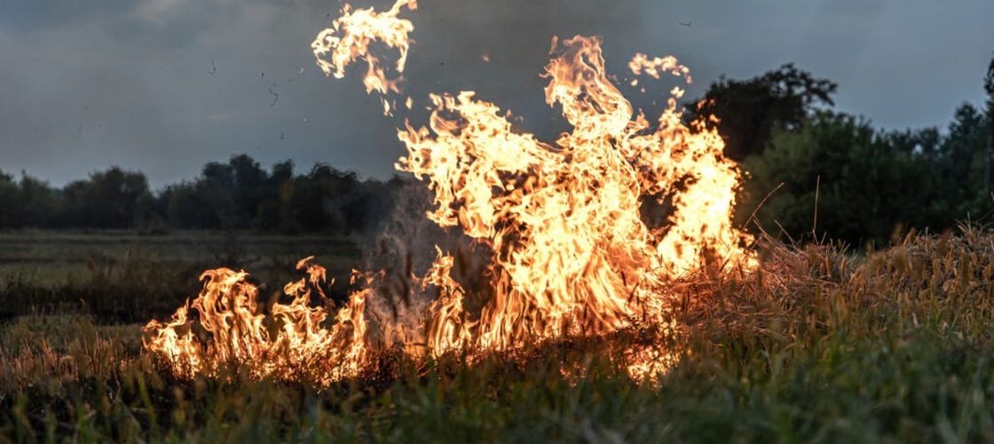 Agenția de Plăți și Intervenție pentru Agricultură (APIA) atrage atenția fermierilor cu privire la  interzicerea arderii miriștilor și a vegetației pajiștilor permanente