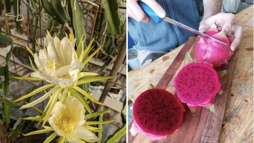 În Franța se produc fructe tropicale folosind acvaponie și căldură reziduală