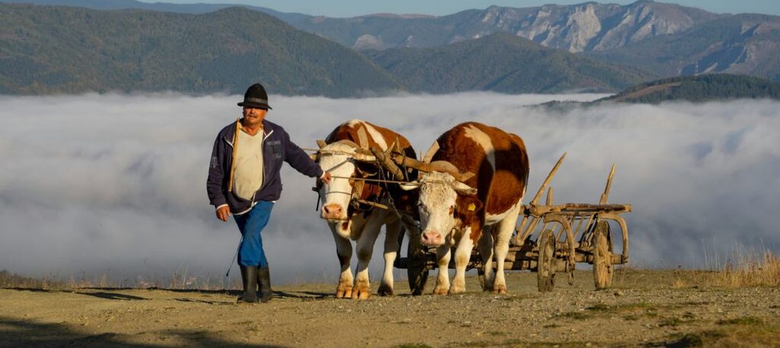 APIA: Peste 2,1 milioane de lei pentru crescătorii de animale, în urma cererilor de plată din iulie