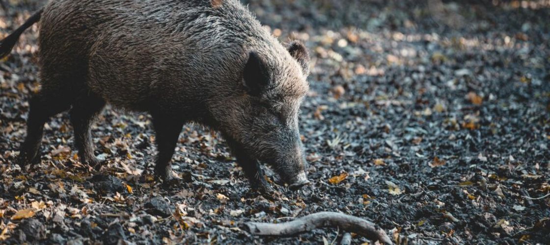 Mistreț confirmat cu pestă porcină africană la granița cu Republica Moldova. Autoritățile cer respectarea măsurilor sanitar-veterinare