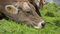 ANPC: Amenzi de peste un milion de lei, la nivel național, pentru comercianții de produse de origine animală