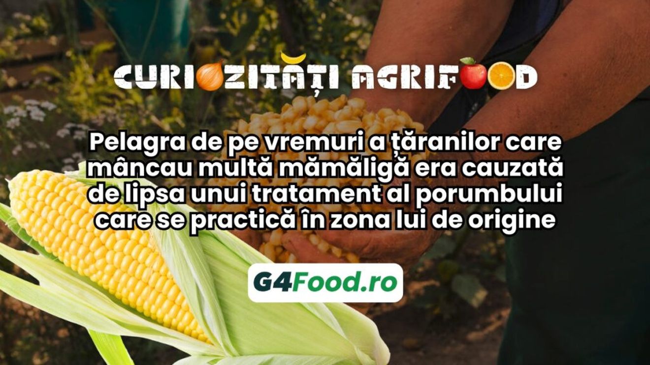 Curiozități agrifood – 17 octombrie: Pelagra de pe vremuri a țăranilor care mâncau multă mămăligă era cauzată de lipsa unui tratament al porumbului care se practică în zona lui de origine