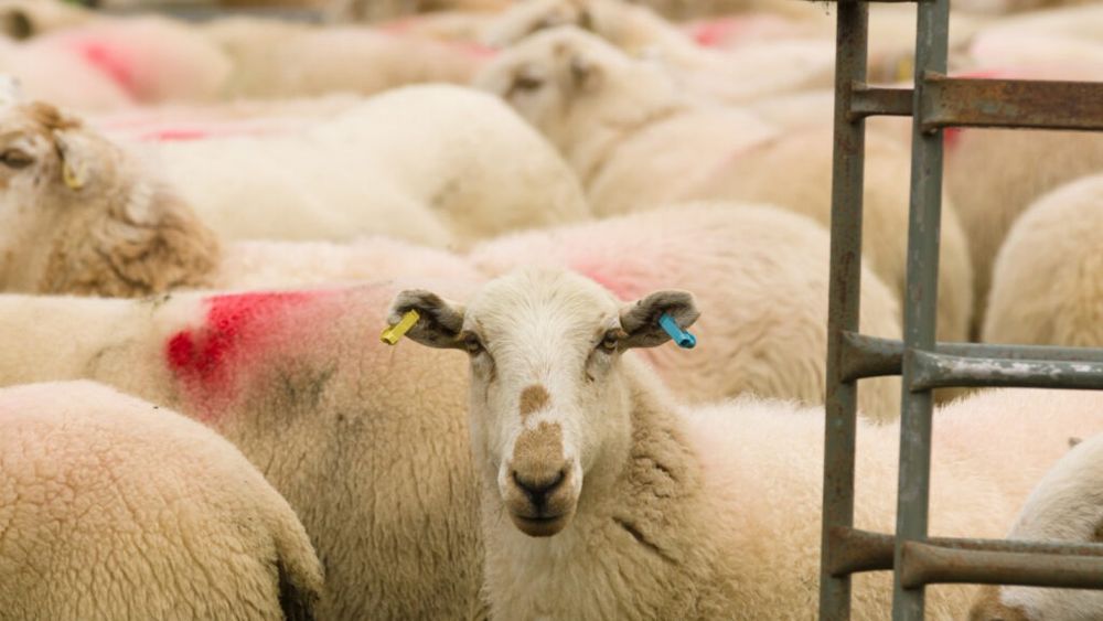 ANSVSA: Algeria este interesată să importe din România până la 300.000 de ovine