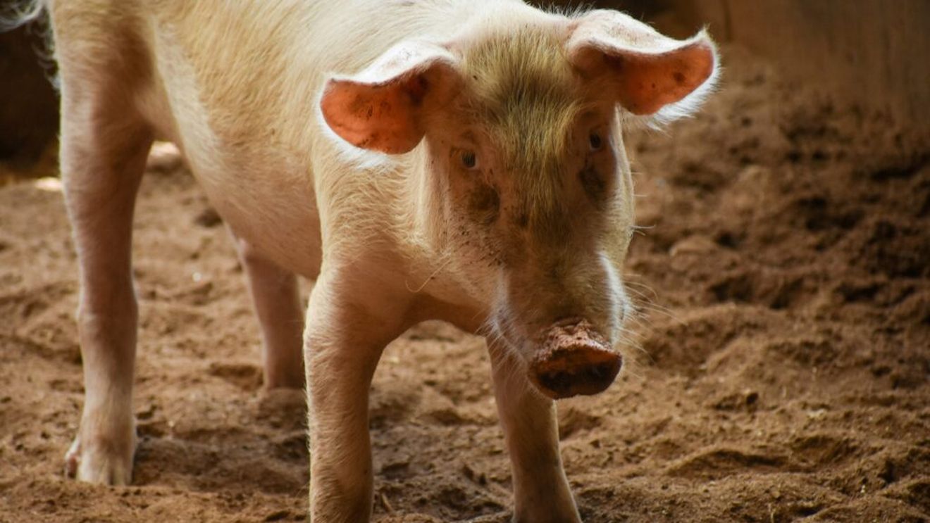 APIA va publica în această săptămână Ghidul solicitantului pentru ajutoarele destinate crescătorilor de porci și bovine / Cererile pot fi depuse din 1 septembrie