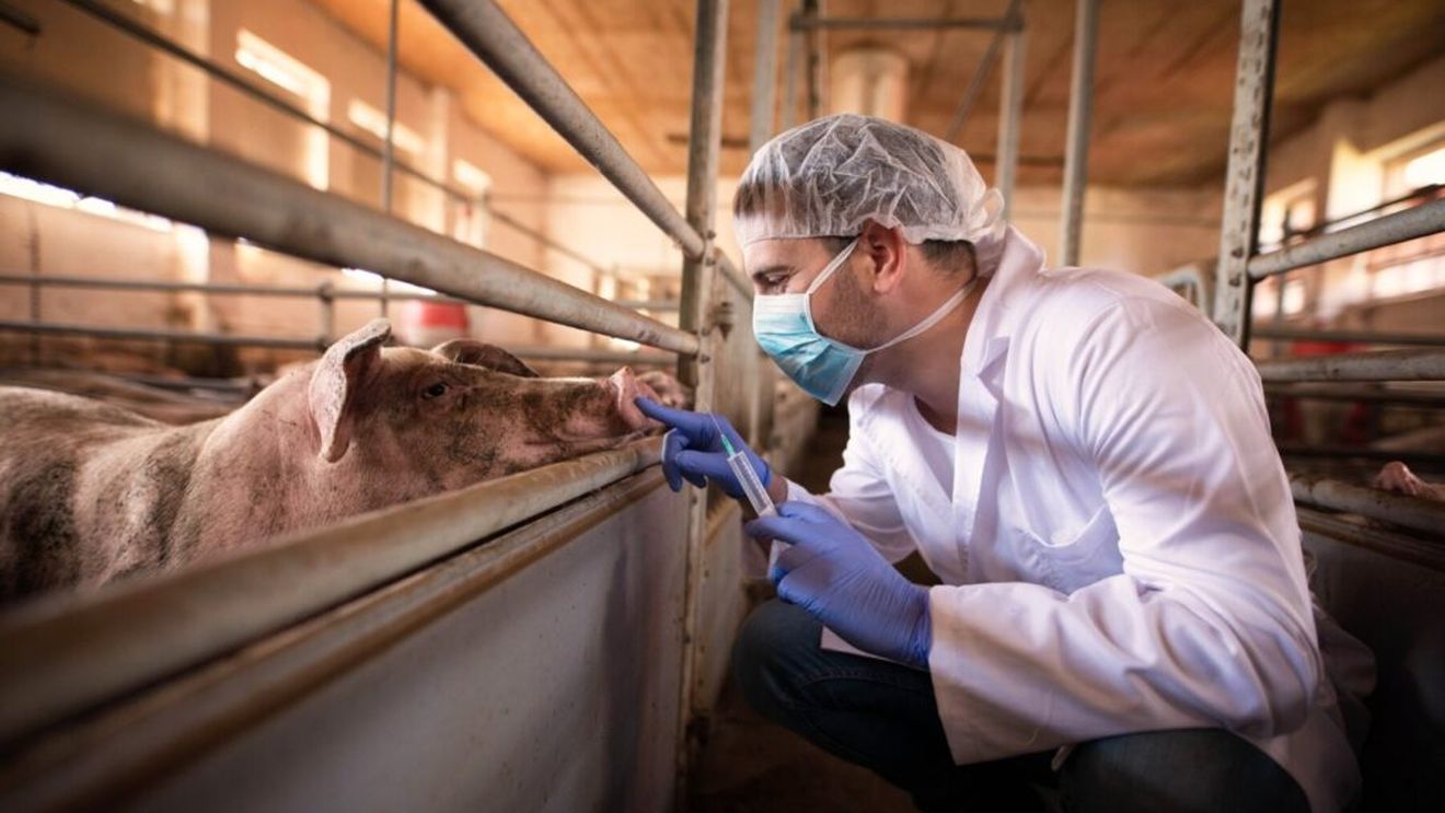 Criză de medici veterinari în sectorul zootehnic, în Italia. Tot mai mulți aleg să se ocupe de animalele de companie, în regim privat