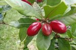 VIDEO | Ce este „fructul-miracol” care face alimentele acre să pară dulci / Ce se întâmplă pe limbă după ce îl mănânci