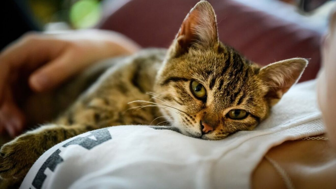 Nu toate pisicile sunt înnebunite după iarba mâței/ În loc de catnip oferă-i caprifoi sau valeriană