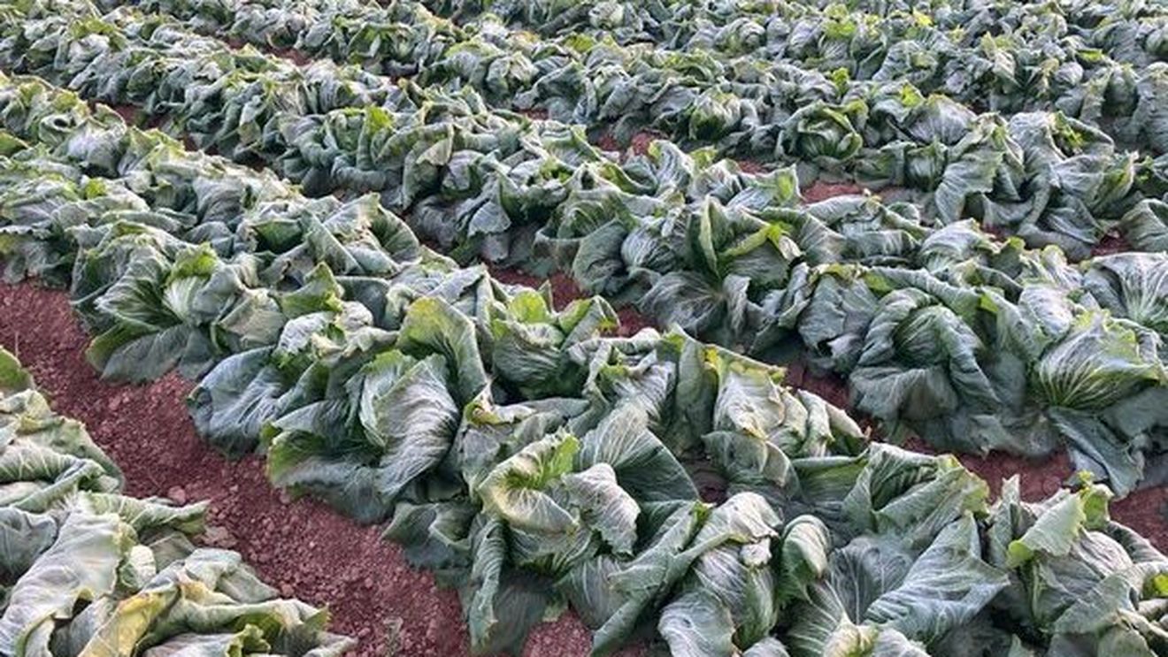 Ce înseamnă practicile dry farming în agricultură. Trei exemple din Italia