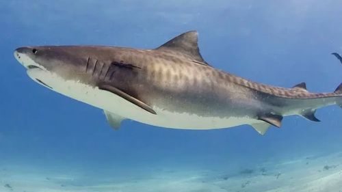 Oamenii antici vânau și mâncau rechini acum 7.000 de ani/ Noi cercetări arătă că acest prădător era hrana locuitorilor din sudul Peninsulei Arabice
