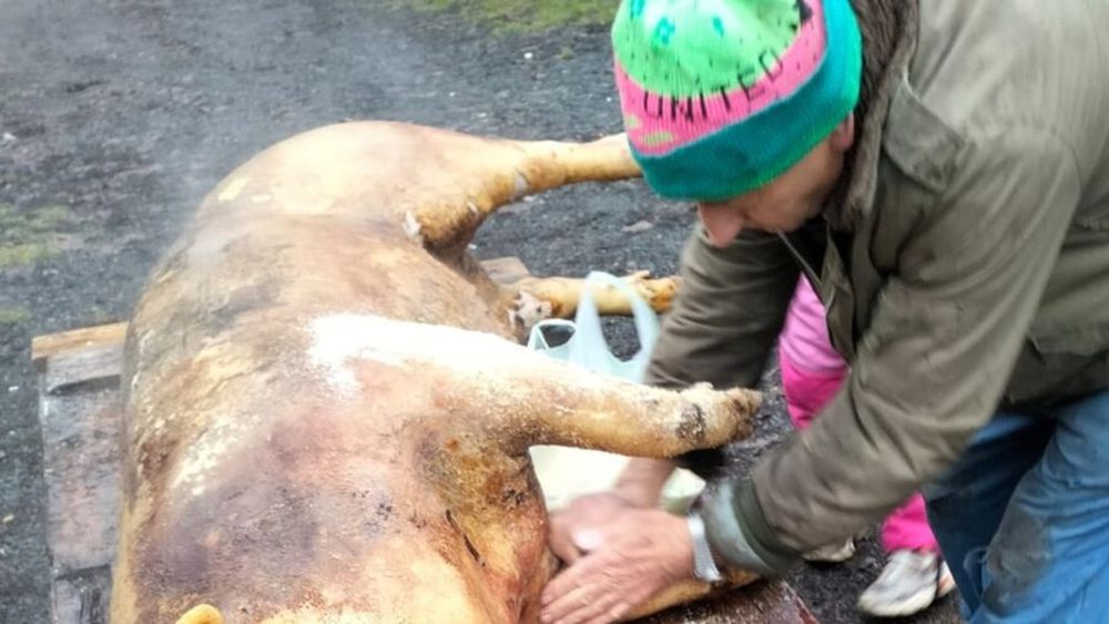 Viața într-un sat uitat de lume, unde tăiatul porcului se petrece după un adevărat ritual/„Îl țin minte pe bunicul cum făcea totul cu gesturi molcome. Nu era pe fugă. Era prezent total” VIDEO