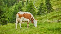 Fermierii din Bucovina se tem că vor rămâne fără piață pentru lapte după 1 august / Ei fac un apel public către procesatori și investitori