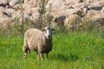 Fraudă descoperită de ANSVSA: 75 de ovine declarate moarte în Tulcea au fost găsite vii în Cluj