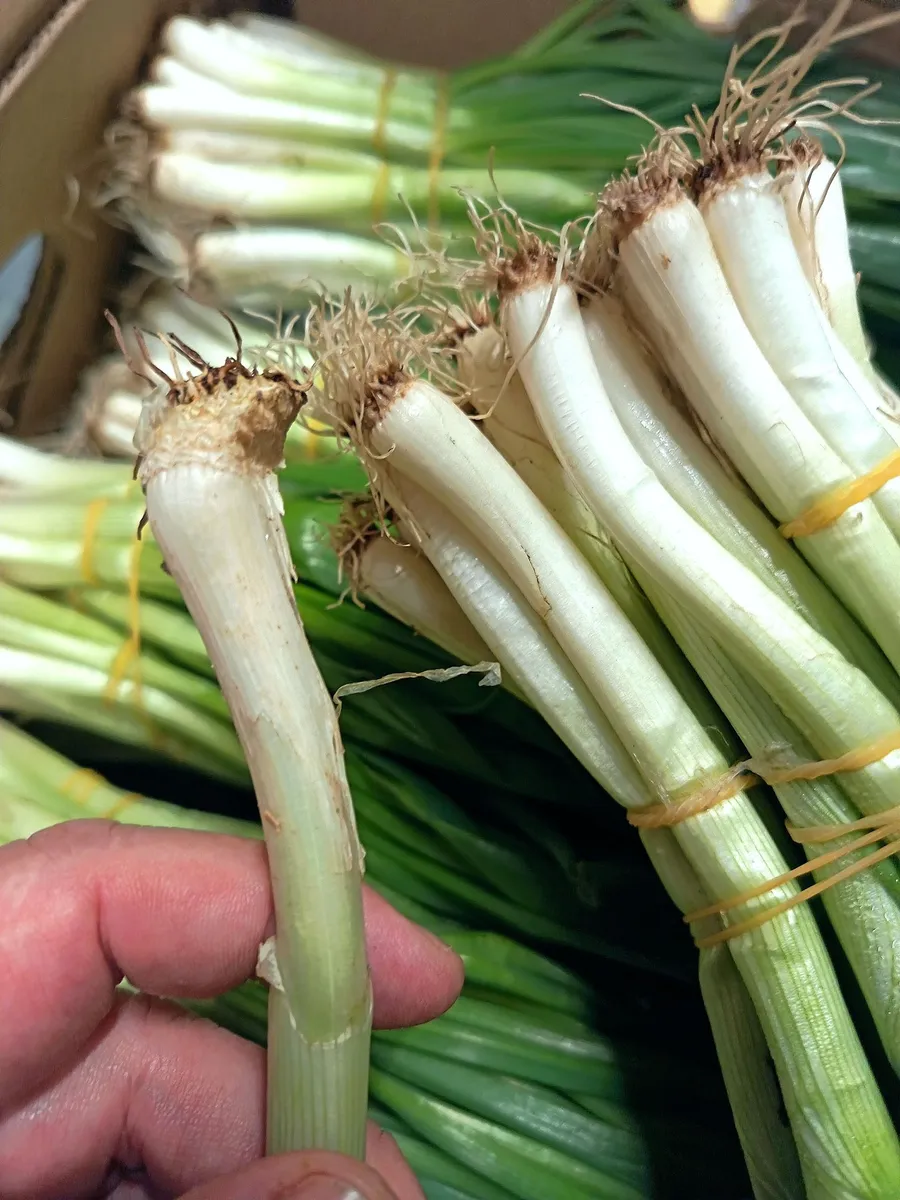 ceapa-cum-alegem-legume