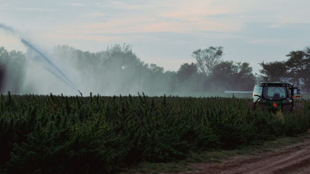 O metodă de zeci de ori mai ieftină ar putea curăța terenurile agricole de „chimicalele eterne” / Cercetătorii folosesc plante pentru a extrage PFAS din sol