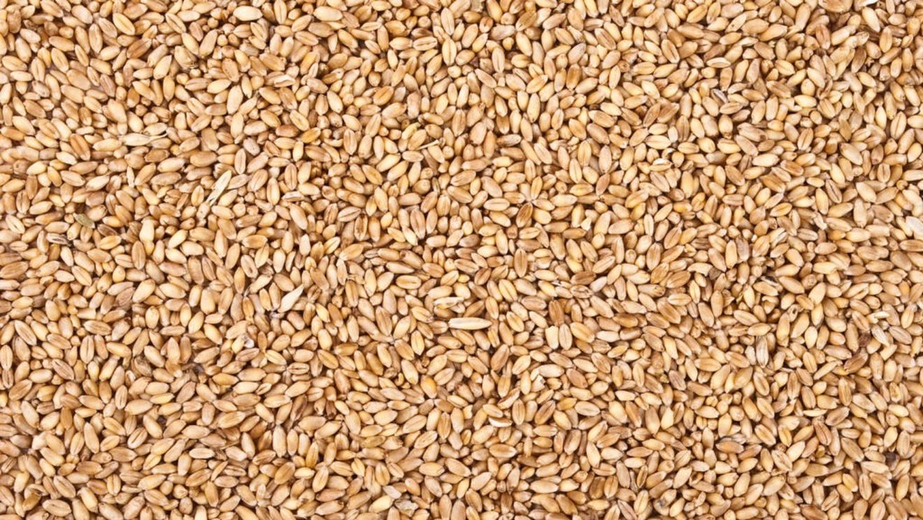 Fermierii argentinieni pun punct unui sezon de vis la grâu / Recolta de grâu din 2025/26 se va situa la un nou maxim istoric cuprins între 27,1 şi 27,7 milioane de tone