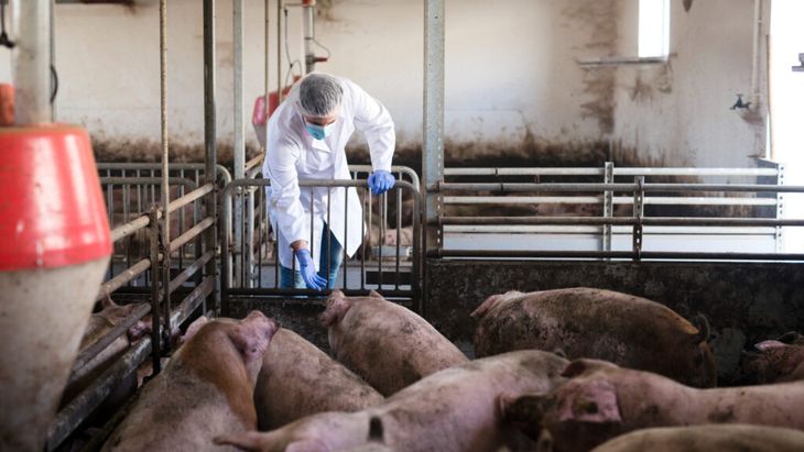 VIDEO I Preţul cărnii de porc la poarta fermei e cu aproape doi lei pe kilogram sub costul de producţie / În ţară mai sunt circa 300 de ferme de creştere a porcilor, dar jumătate din ele ar putea dispărea în următoarele luni