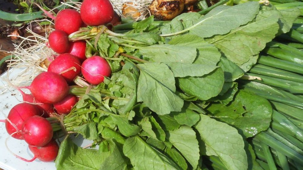 Primul legumicultor care a dat anunț pe siteul Ministerului Agriculturii! Valentin Bratu din Balta Doamnei, județul Prahova, a fost lăsat baltă de comerciantul care livra în hypermarketuri!