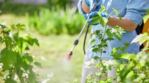 Eficiență în combaterea buruienilor: Cum dozăm corect erbicidul total?