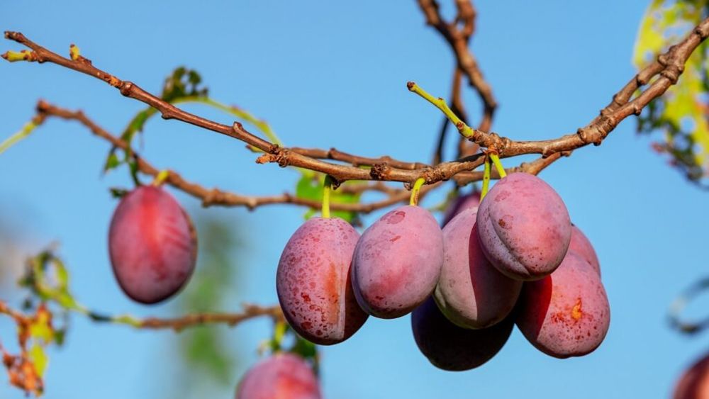 Aurea Imaging, un startup care folosește senzori pentru a analiza fiecare pom dintr-o livadă pentru un tratament personalizat, a primit o nouă rundă de investiții. Tehnologia sa poate reduce utilizarea produselor agrochimice cu până la 90%.