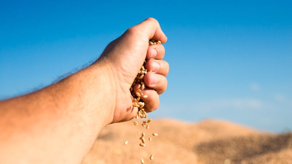 Forumul APPR salută decizia Curții de Apel Cluj de a respinge suspendarea autorizațiilor pentru tratamentul semințelor cu neonicotinoide, invocând stabilitatea campaniei agricole / Autorizațiile temporare pentru aceste tratamente rămân în vigoare 