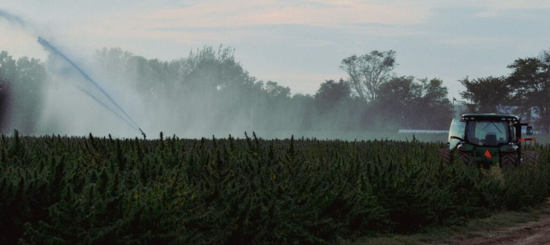 O metodă de zeci de ori mai ieftină ar putea curăța terenurile agricole de „chimicalele eterne” / Cercetătorii folosesc plante pentru a extrage PFAS din sol