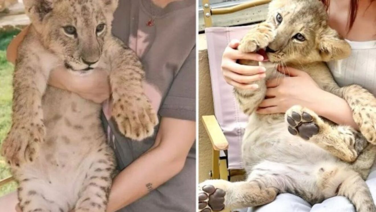 Ceai și îmbrățisări cu pui de leu în meniul unui restaurant din China recent deschis