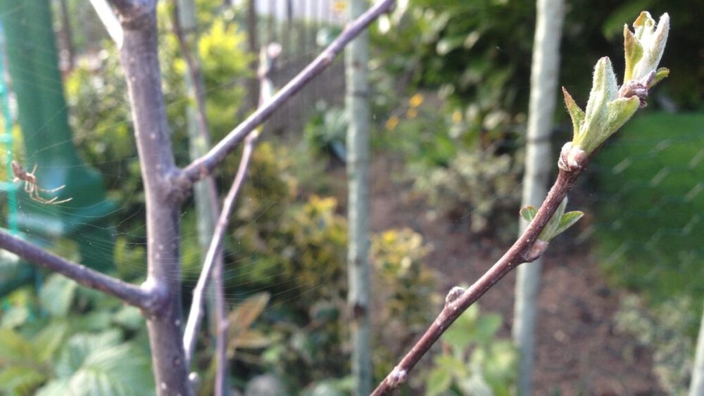 Peste 3.300 de pomi fructiferi, distribuiți gratuit la Covasna / O fundație dorește revitalizarea livezilor şi salvarea soiurilor tradiționale